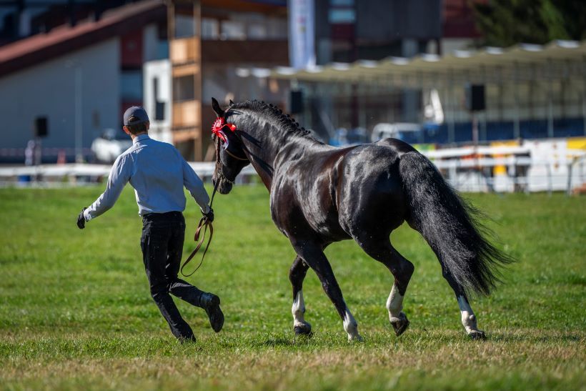 troupe des étalons et chevaux à vendre