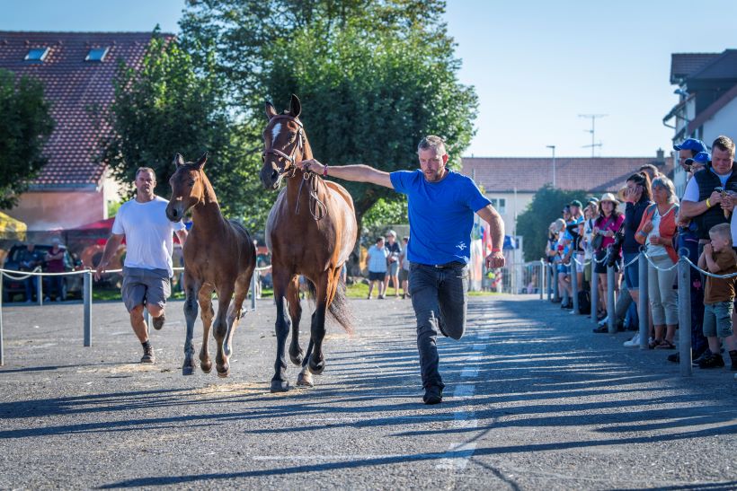 exposition des chevaux
