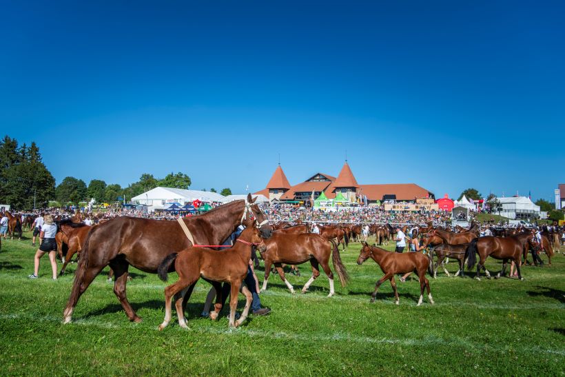 grande parade de 400 chevaux