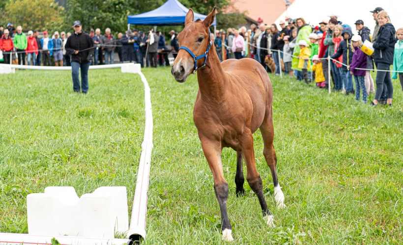 championnat de poulains