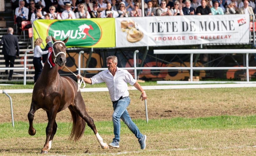 troupe des étalons