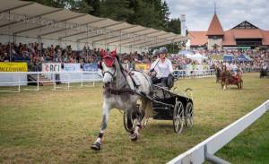 MarcheConcours_2023_CourseDeVoitureA4Roues1Cheval_06_ND63337_pw_original