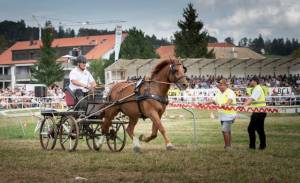 MarcheConcours_2023_CoursesAuTrotAtteleAvecCharMarathonOuWagonette2Chevaux_07_ND80871_pw_original