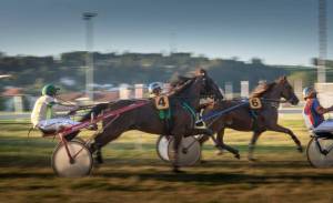 MarcheConcours_2023_CoursesAuTrotAttele_13_ND62654_pw_original