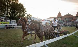 MarcheConcours_2023_CoursesDeCharsA2Chevaux_03_ND62777_pw_original