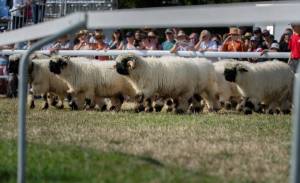 MarcheConcours_2023_PresentationHoteDHonneurValais_04_ND56653_pw_original