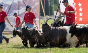 MarcheConcours_2023_PresentationHoteDHonneurValais_09_ND80609_pw_original