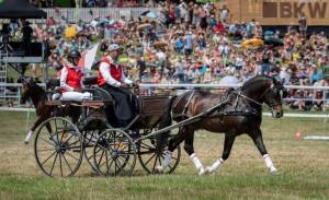 MarcheConcours_2023_TroupeDesEtalonsEtChevauxAVendre_14_ND56770_pw_original