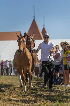 260808_10h15_ChampionnatPoulains_165_ND57362_web_original