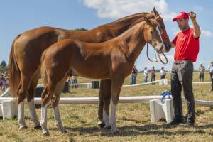 260808_10h15_ChampionnatPoulains_196_ND57486_web_original
