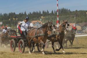 260808_15h15_No13_CourseAuTrotAtteleAvecCharMarathonOuWagonnette2Chevaux_288_ND57849_web_original