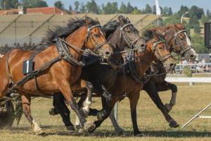 260808_16h30_No18_CourseDeCharsA4Chevaux_369_ND58170_web_original
